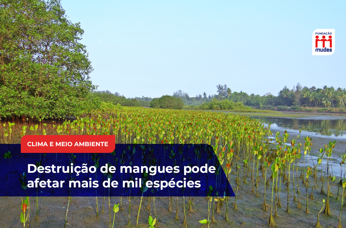 Destruição de mangues pode afetar mais de mil espécies – Fundação Mudes